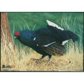 JVD coq de bruyère blason de chasse