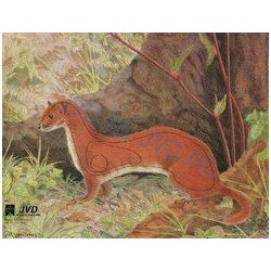 JVD Hermine blason de chasse