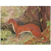 JVD Hermine blason de chasse