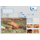 Cible 3D rat -  Ital espanso