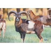ITAL ESPANSO Blason mouflon 2 D en mousse
