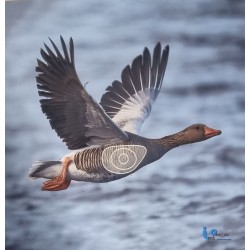 ITAL ESPANSO Blason oie 2 D en mousse