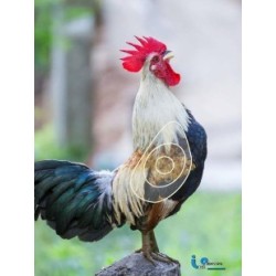 ITAL ESPANSO Blason coq 2 D en mousse