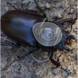 ITAL ESPANSO Blason scarabée 2 D en mousse