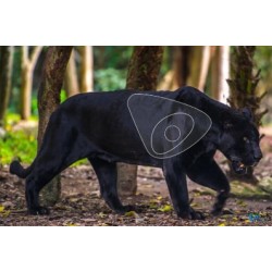 ITAL ESPANSO Blason Panthère noire en mousse