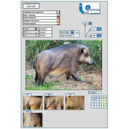Cible 3D sanglier -  Ital espanso
